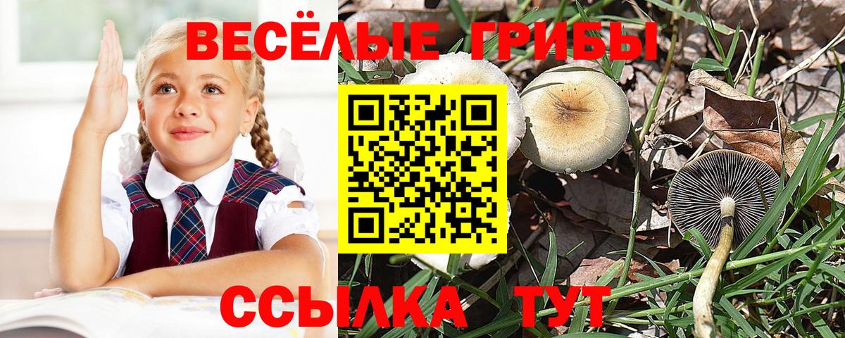 Галлюциногенные грибы Psilocybine cubensis Алапаевск